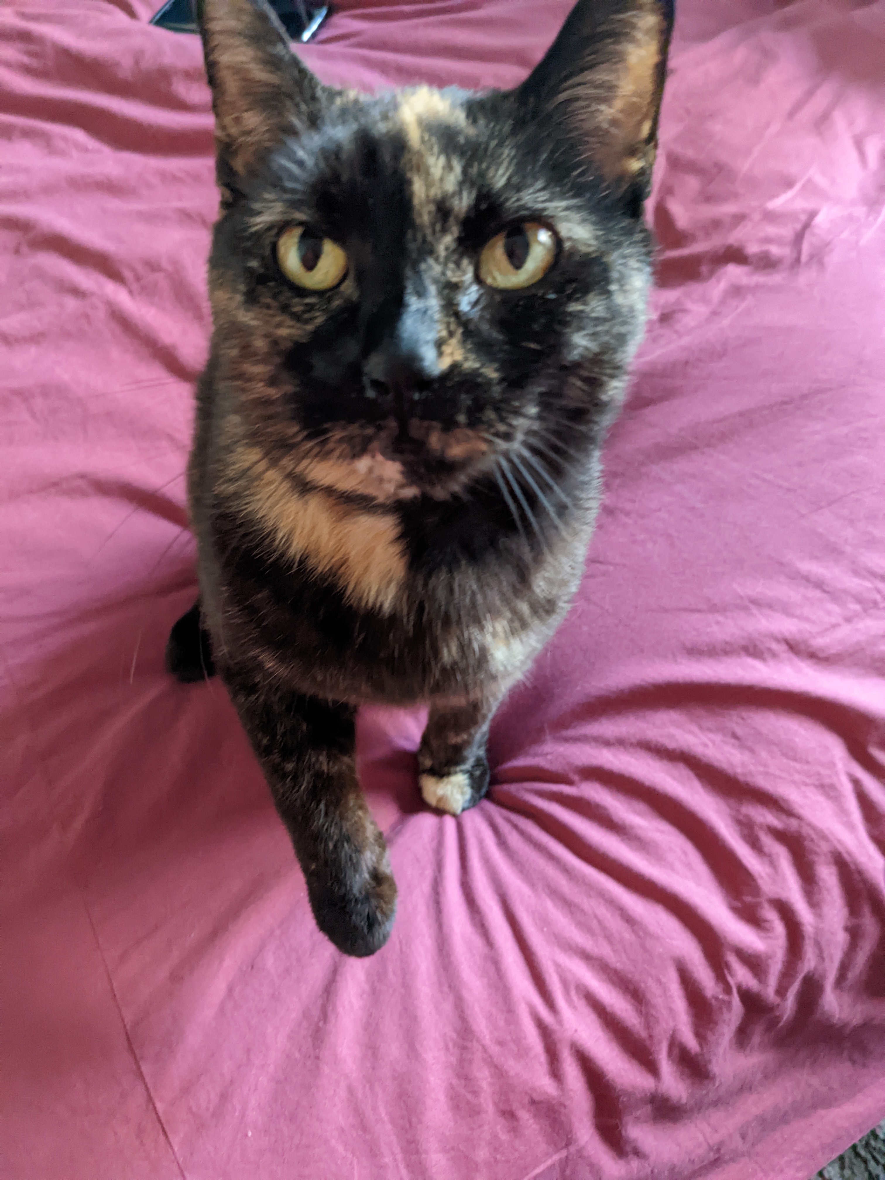 Debbie